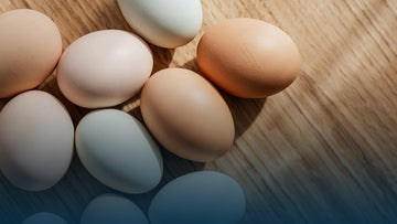 All Protein Muscle Building Diet