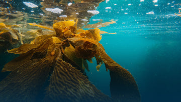 Kelp:  Vince's Choice Supplement For Optimal Health & Maximum Definition